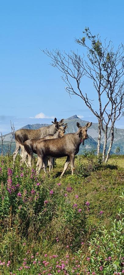 Solheim Guesthouse Dverberg Dış mekan fotoğraf